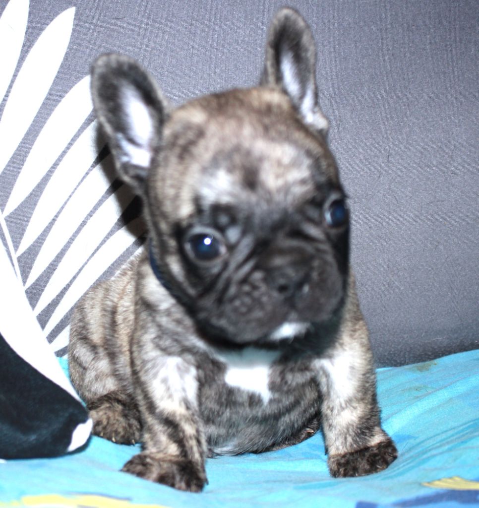 De La Vallée Chartevoise - Chiot disponible  - Bouledogue français