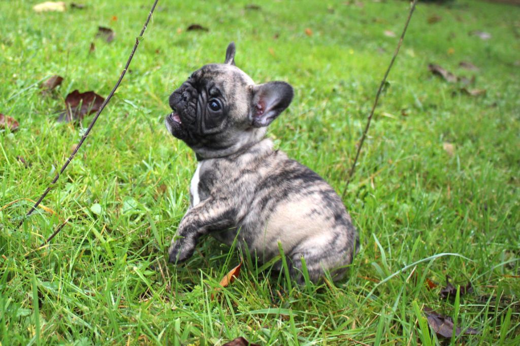 De La Vallée Chartevoise - Chiot disponible  - Bouledogue français