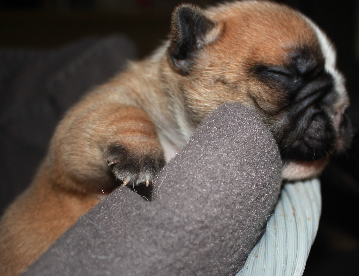 Chiot Bouledogue français De La Vallée Chartevoise