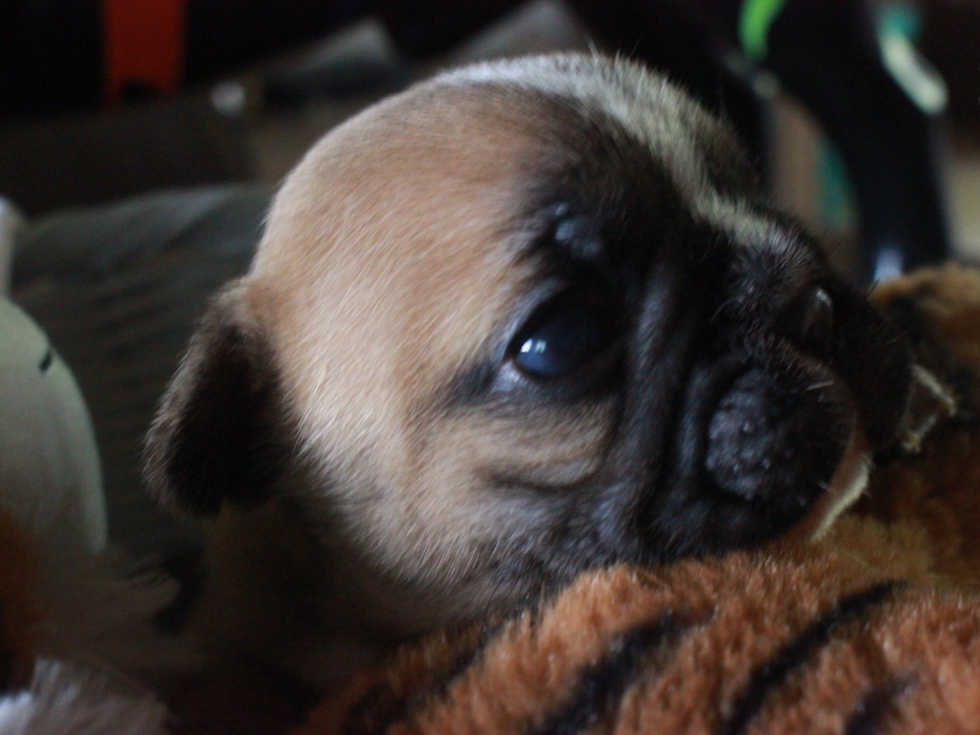 De La Vallée Chartevoise - Chiots disponibles - Bouledogue français